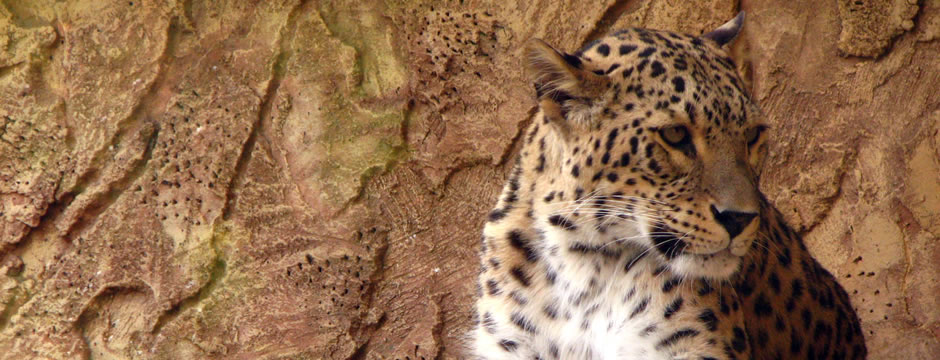 网站攻击软件工具